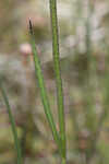 Grassleaf coneflower